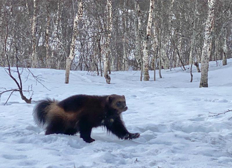 Polar Park Wildlife Foundation. Image © PlanetSKI